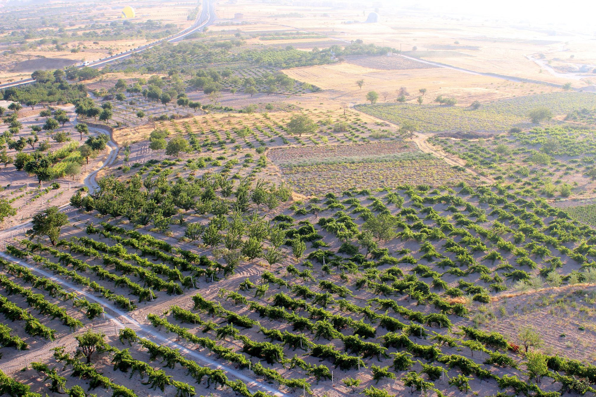 Vineyards