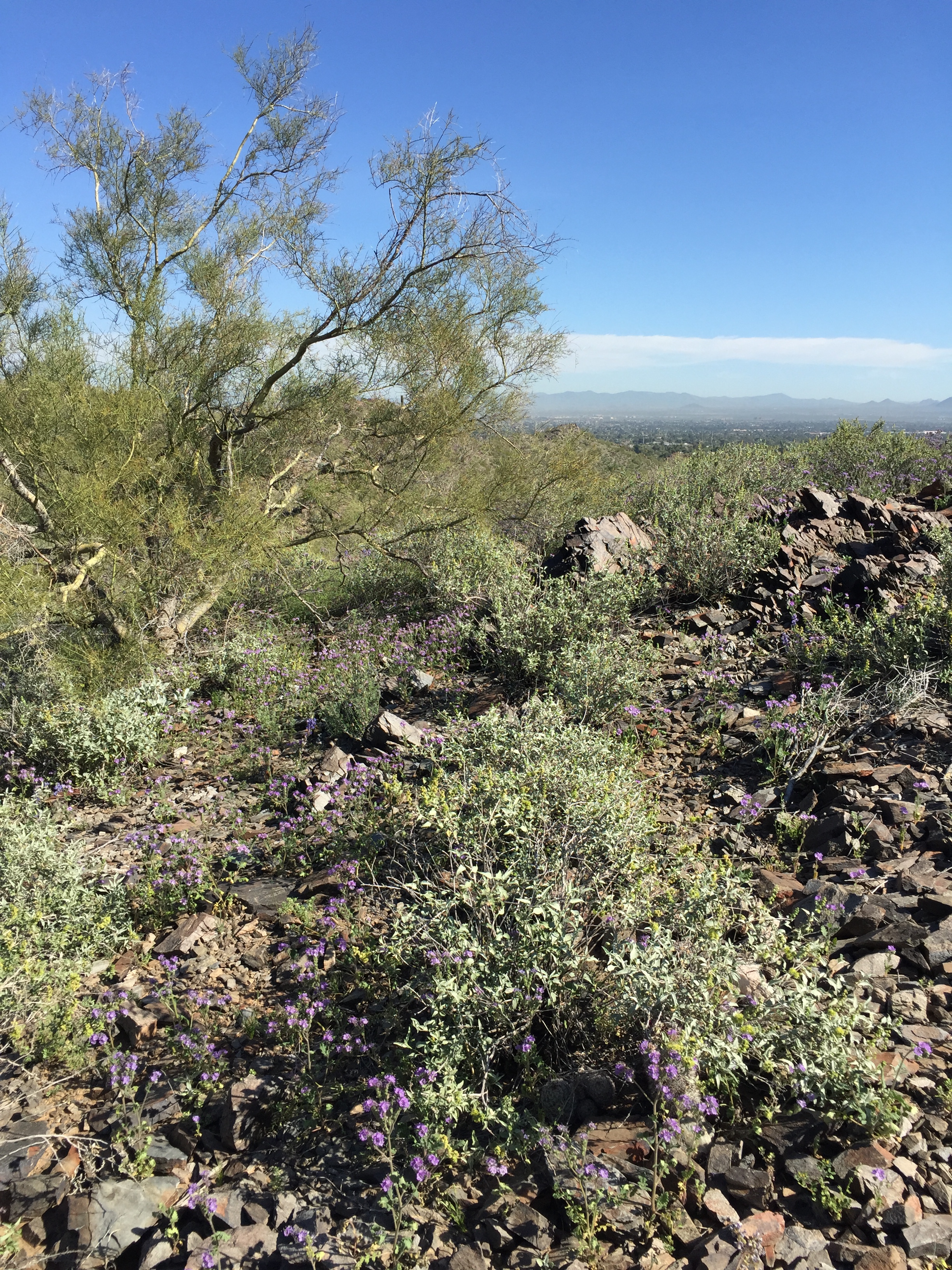 Phoenix Arizona
