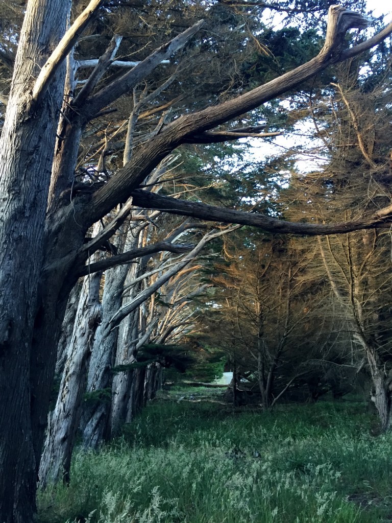 Sea Ranch California
