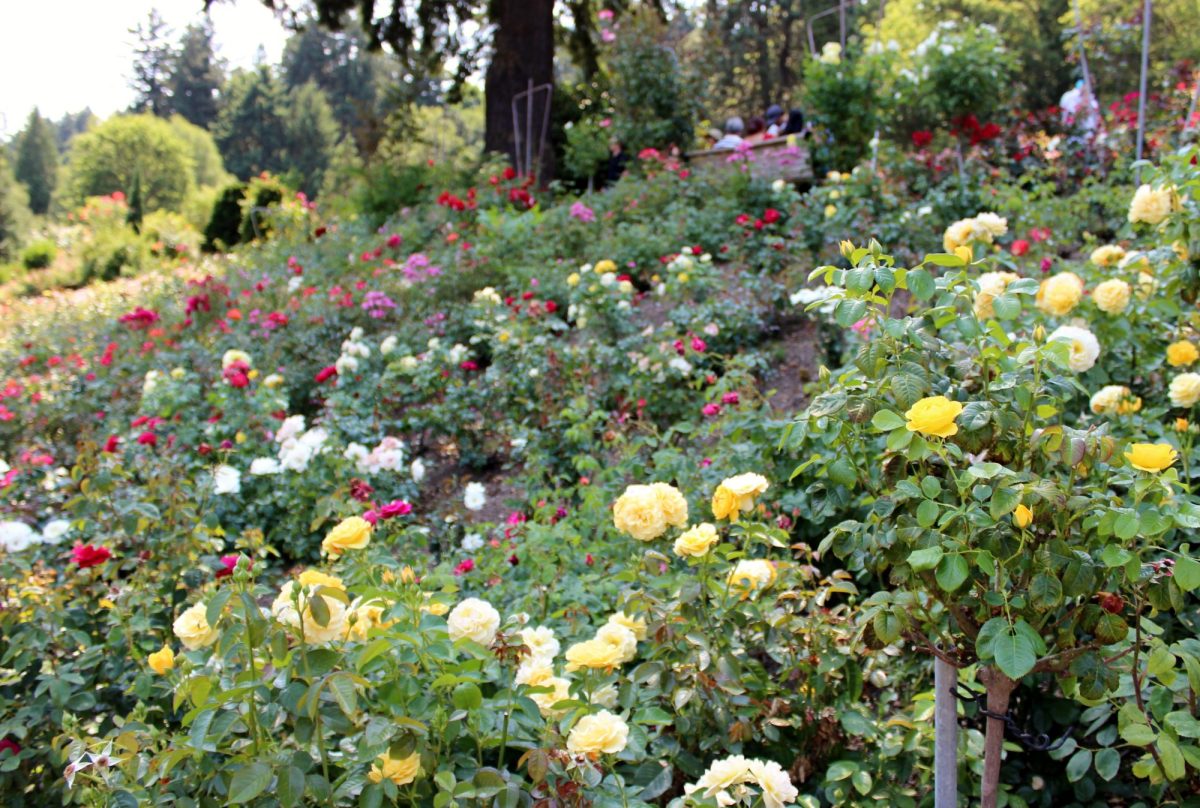 International Rose Test Garden
