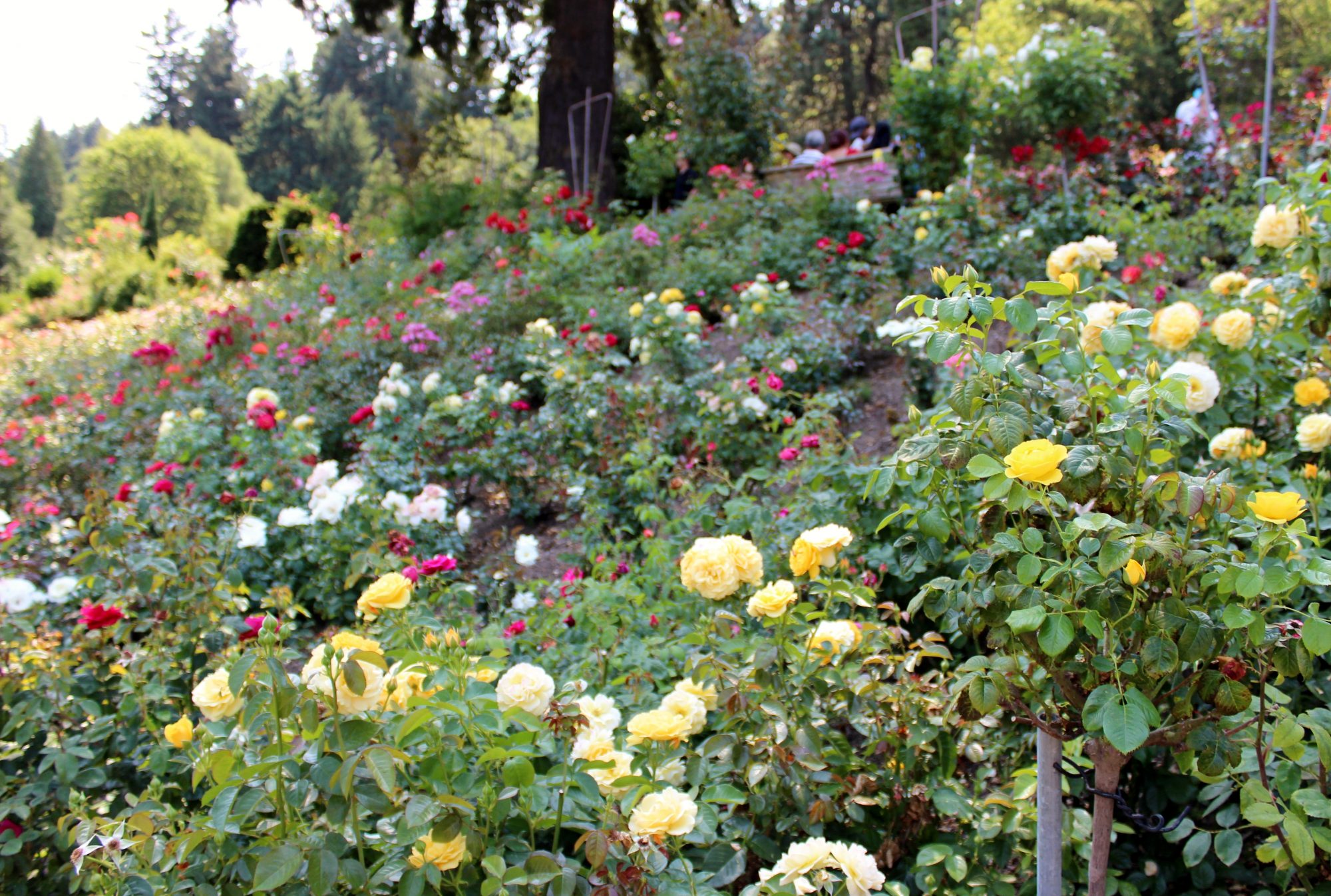 International Rose Test Garden