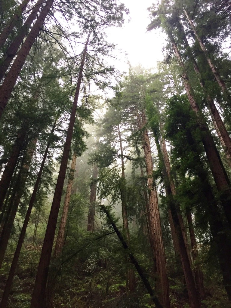 Mill Valley California