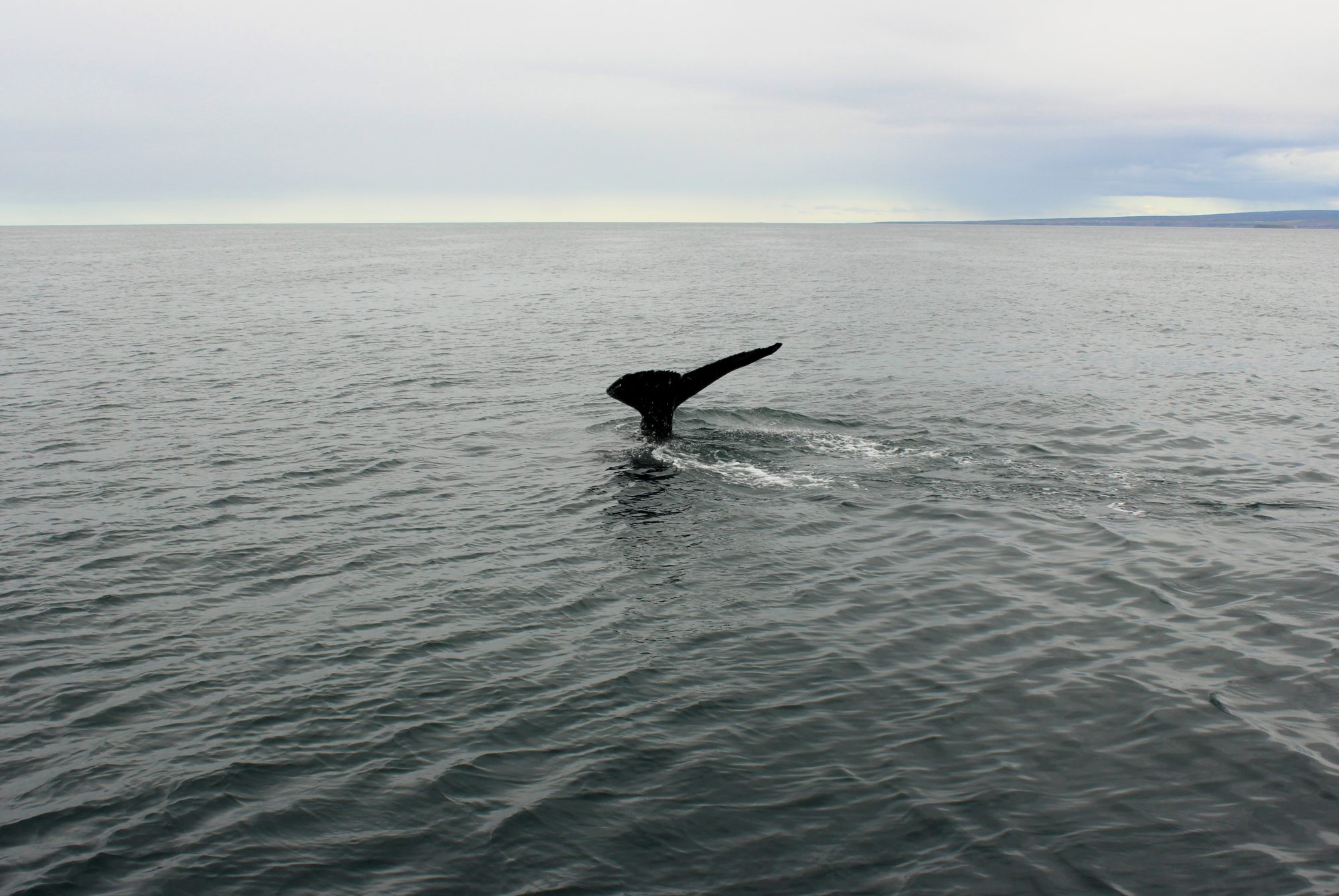 Husavik